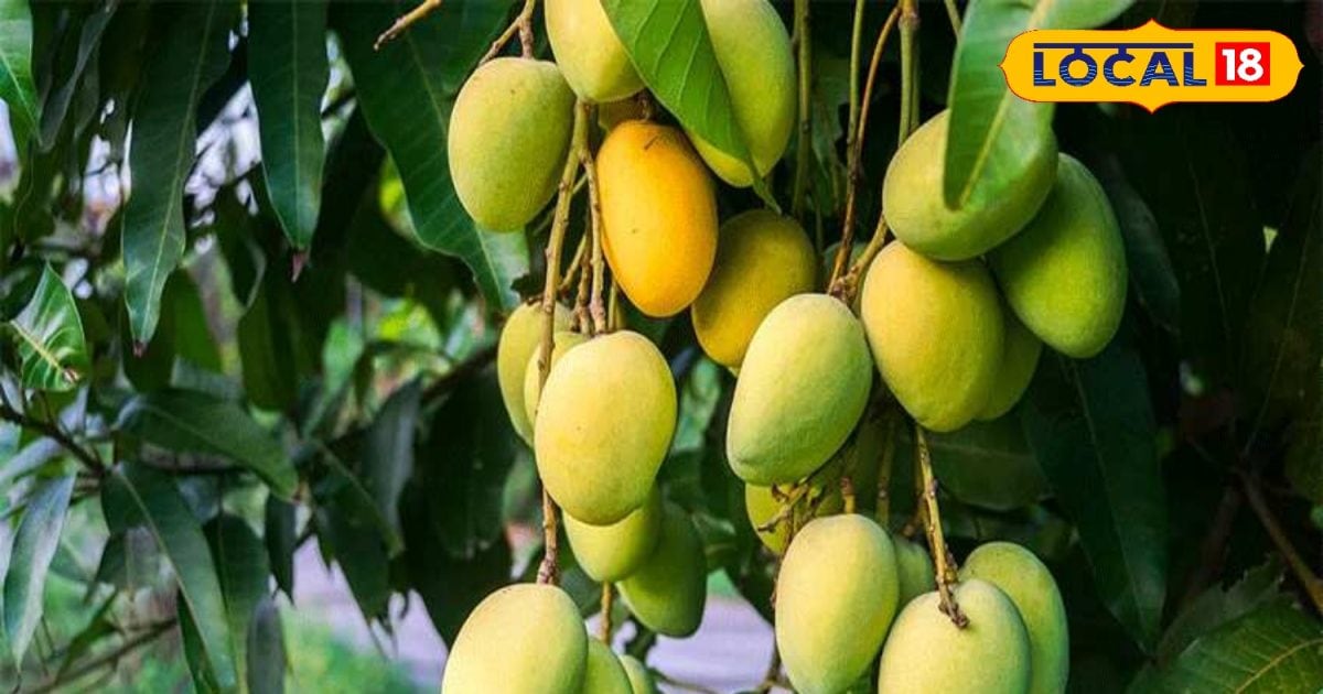 बंजर जमीन से उगा ‘सोना, 1 एकड़ में आम बगीचा लगा कोरबा के रूपचंद ने बदली किस्मत