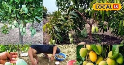 आम का पौधा 