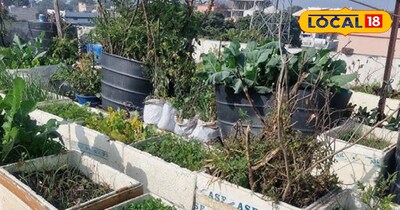 इस तरीके से भी आप भाजी लगा सकते है