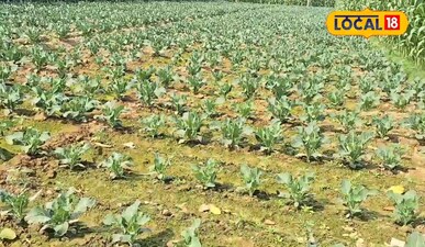 खेती-बाड़ी से महज 90 दिनों में खेतों से कमाए लाखों रुपए जानिए तरीका <br><br>