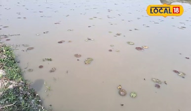 अररिया जिले के युवा किसान 1.5 एकड़ जमीन पर करते हैं मखाना की खेती जानिए कमाई 