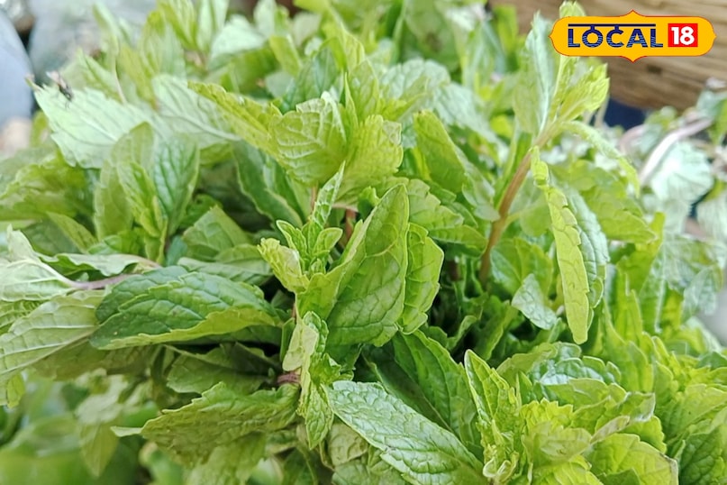 टहनी से तैयार पौधा