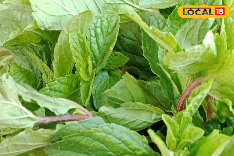 गर्मियों में देगा ताजगी 