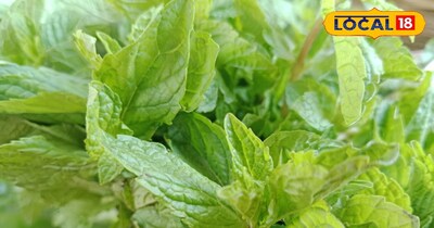 घर पर उगाएं ताजा पुदीना 