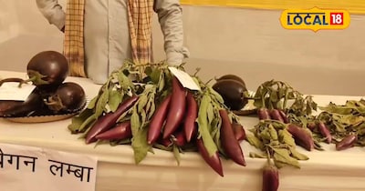 Chhapra Farmer Deepak Singh Boosts Income with Organic 704 Brinjal, Yields 40kg Per Plant