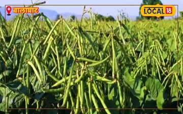 मुंग की खेती 