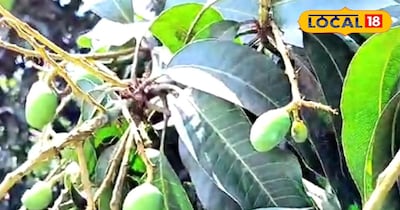 कैरी का झाड़ 