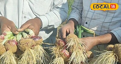 सीकर प्याज की पैदावार और भाव