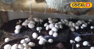 बटन मशरूम की खेती से कैसे करें कमाई