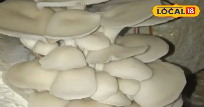 मशरूम की खेती 