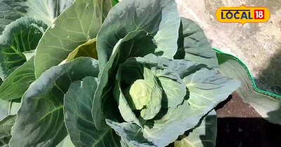 Grow Organic Cabbage at Home in 45 Days: Easy Grow Bag Method