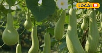 किसान लौकी की खेती कर कमा सकते हैं तगड़ा मुनाफा।