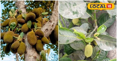 Stop Jackfruit Drop: 3 March Tips for Bumper Harvest!