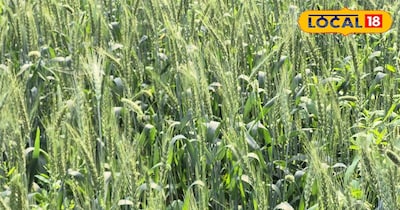 गेहूं की फसल 