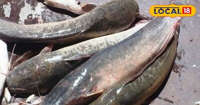 नैनीझील से निकाली जा रही मांगुर मछली