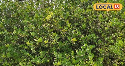 निम्बू की बाग़ 