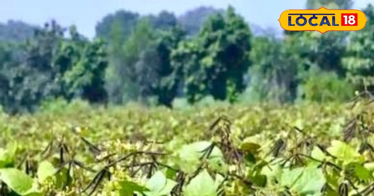 खेत है खाली तो लगा दें ये फसल, 60 दिन में लखपति बनजाएंगे किसान, कृषि अधिकारी से जानें नाम और खेती का फॉर्मूला