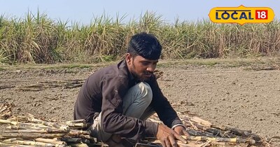 गन्ना बीज 