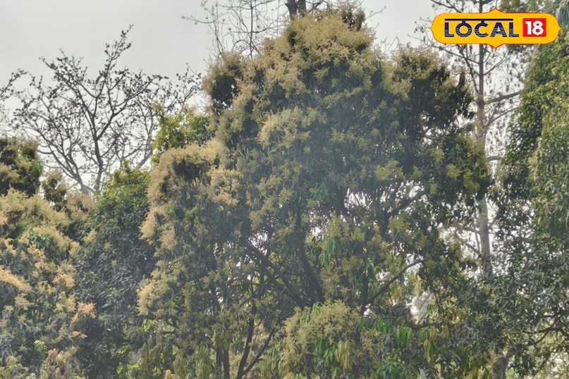 किट और फफूंद 