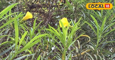 इन बीमारियों में है रामबाण