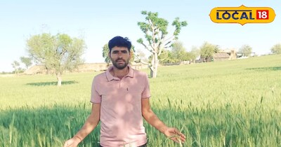 गेहूं की फसल और बढ़ता तापमान एडवाइजरी