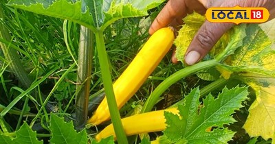 35 दिन में तैयार होने वाली हरी-पीली विदेशी सब्जी, 2 एकड़ खेत से लाखों कमा रहा कि