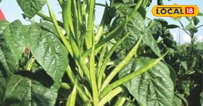 ग्वार की खेती और अंतरराष्ट्रीय मांग 