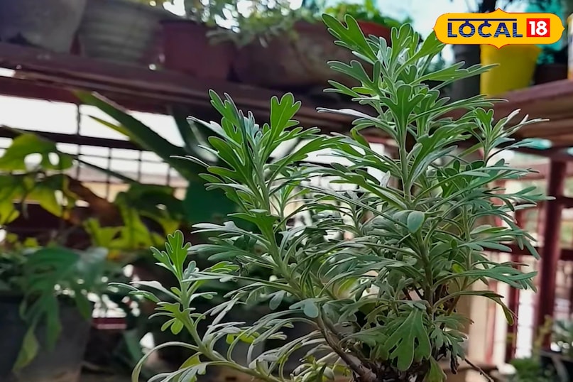 लेवेंडर