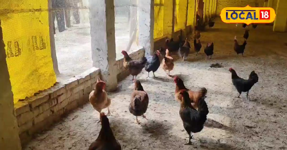 किसान भाई करें इस नस्ल की मुर्गी पालन,पैसों की हो जाएगी बरसात! कम समय में बन जाएंगे लखपति