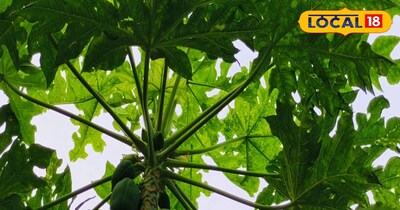 खेत में तैयार खड़ी पपीता की फसल.