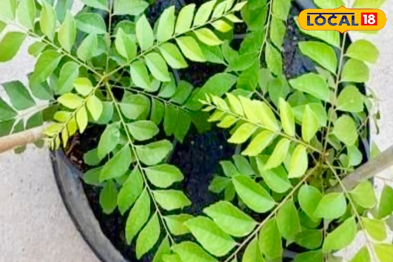 उन्होंने कहा कि करी पत्ते के पौधे में ज्यादा पानी देना नुकसानदायक हो सकता है. इसलिए पौधे को तभी पानी दें जब मिट्टी की ऊपरी परत सूख जाए. गर्मियों के मौसम में हर 2 से 3 दिन में पानी देना पर्याप्त होता है, जबकि सर्दियों में 7 से 10 दिन में एक बार पानी देना सही रहता है. ज्यादा पानी देने से पौधे की जड़ें कमजोर हो सकती हैं और पत्तियां मुरझाने लगती हैं. उन्होंने कहा कि करी पत्ते के पौधे में ज्यादा पानी देना नुकसानदायक हो सकता है. इसलिए पौधे को तभी पानी दें जब मिट्टी की ऊपरी परत सूख जाए. गर्मियों के मौसम में हर 2 से 3 दिन में पानी देना पर्याप्त होता है, जबकि सर्दियों में 7 से 10 दिन में एक बार पानी देना सही रहता है. ज्यादा पानी देने से पौधे की जड़ें कमजोर हो सकती हैं और पत्तियां मुरझाने लगती हैं.