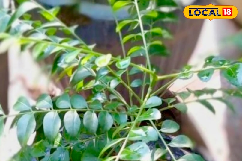 आगे कहा कि करी पत्ते के पौधे की अच्छी बढ़त के लिए मिट्टी का चुनाव भी बहुत महत्वपूर्ण होता है. इस पौधे के लिए ऐसी मिट्टी का इस्तेमाल करें जिसमें पानी आसानी से निकल सके. इसके लिए मिट्टी में रेत, गोबर की खाद और कोकोपीट या वर्मी कम्पोस्ट मिलाना बेहतर होता है. यह मिश्रण पौधे की जड़ों को पोषण देता है और मिट्टी को हल्का बनाए रखता है, जिससे पौधे की ग्रोथ तेजी से होती है. आगे कहा कि करी पत्ते के पौधे की अच्छी बढ़त के लिए मिट्टी का चुनाव भी बहुत महत्वपूर्ण होता है. इस पौधे के लिए ऐसी मिट्टी का इस्तेमाल करें जिसमें पानी आसानी से निकल सके. इसके लिए मिट्टी में रेत, गोबर की खाद और कोकोपीट या वर्मी कम्पोस्ट मिलाना बेहतर होता है. यह मिश्रण पौधे की जड़ों को पोषण देता है और मिट्टी को हल्का बनाए रखता है, जिससे पौधे की ग्रोथ तेजी से होती है.