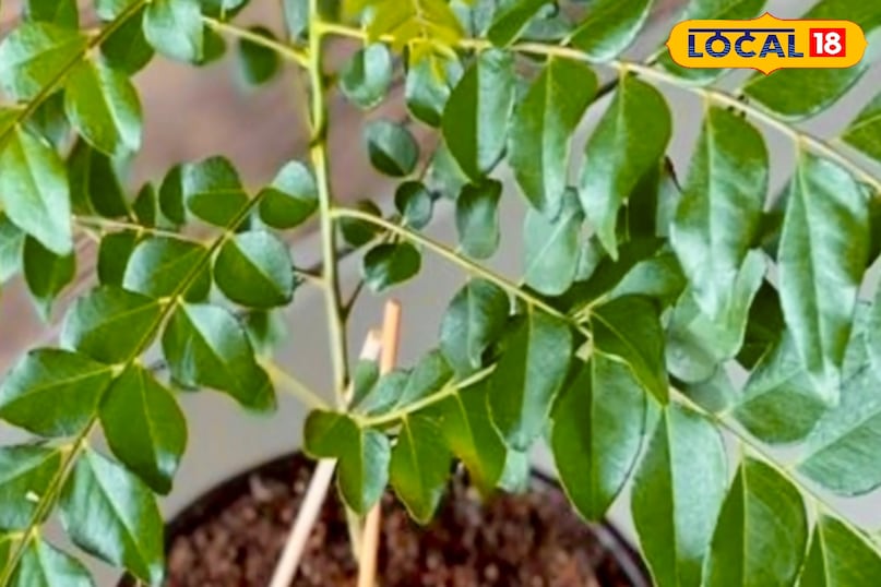 कृषि वैज्ञानिक डॉ० अखिलेश शाह ने लोकल18 को बताया कि करी पत्ते के पौधे की अच्छी ग्रोथ के लिए धूप बेहद जरूरी होती है. इस पौधे को रोजाना कम से कम 4 से 6 घंटे सीधी धूप मिलनी चाहिए. इसलिए इसे ऐसी जगह रखें जहां सूरज की रोशनी भरपूर पहुंचे. बालकनी या छत की दक्षिण दिशा इस पौधे के लिए सबसे बेहतर मानी जाती है. अगर पौधे को पर्याप्त धूप नहीं मिलती तो इसकी पत्तियां पीली पड़ने लगती हैं और धीरे-धीरे झड़ने लगती हैं. कृषि वैज्ञानिक डॉ० अखिलेश शाह ने लोकल18 को बताया कि करी पत्ते के पौधे की अच्छी ग्रोथ के लिए धूप बेहद जरूरी होती है. इस पौधे को रोजाना कम से कम 4 से 6 घंटे सीधी धूप मिलनी चाहिए. इसलिए इसे ऐसी जगह रखें जहां सूरज की रोशनी भरपूर पहुंचे. बालकनी या छत की दक्षिण दिशा इस पौधे के लिए सबसे बेहतर मानी जाती है. अगर पौधे को पर्याप्त धूप नहीं मिलती तो इसकी पत्तियां पीली पड़ने लगती हैं और धीरे-धीरे झड़ने लगती हैं.