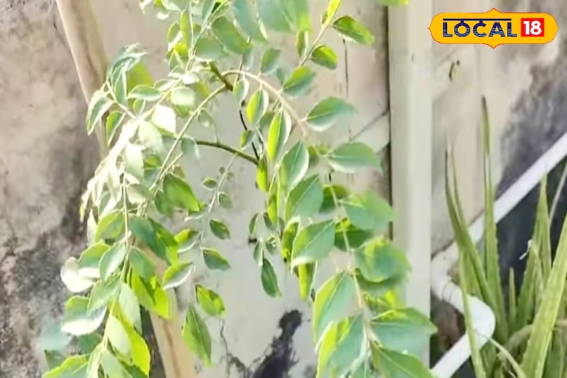 अगर इन आसान टिप्स का ध्यान रखा जाए तो करी पत्ते का पौधा हमेशा हरा-भरा और स्वस्थ बना रहता है. सही धूप, संतुलित पानी, अच्छी मिट्टी और प्राकृतिक खाद के साथ यह पौधा तेजी से बढ़ता है और लंबे समय तक ताजी पत्तियां देता है. घर में लगा यह छोटा सा पौधा न केवल रसोई का स्वाद बढ़ाता है बल्कि घर के वातावरण को भी ताजगी से भर देता है. अगर इन आसान टिप्स का ध्यान रखा जाए तो करी पत्ते का पौधा हमेशा हरा-भरा और स्वस्थ बना रहता है. सही धूप, संतुलित पानी, अच्छी मिट्टी और प्राकृतिक खाद के साथ यह पौधा तेजी से बढ़ता है और लंबे समय तक ताजी पत्तियां देता है. घर में लगा यह छोटा सा पौधा न केवल रसोई का स्वाद बढ़ाता है बल्कि घर के वातावरण को भी ताजगी से भर देता है.