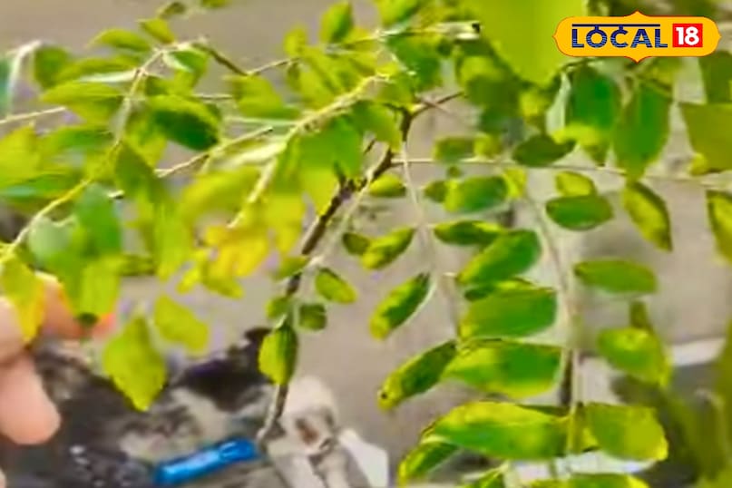 करी पत्ते के पौधे की अच्छी ग्रोथ के लिए समय-समय पर उसकी हल्की कटाई-छंटाई करना भी जरूरी है. इससे पौधे में नई शाखाएं निकलती हैं और पत्तियों की संख्या बढ़ती है. सूखी या पीली पत्तियों को तुरंत हटा देना चाहिए, ताकि पौधे की ऊर्जा नई पत्तियों के विकास में लग सके. करी पत्ते के पौधे की अच्छी ग्रोथ के लिए समय-समय पर उसकी हल्की कटाई-छंटाई करना भी जरूरी है. इससे पौधे में नई शाखाएं निकलती हैं और पत्तियों की संख्या बढ़ती है. सूखी या पीली पत्तियों को तुरंत हटा देना चाहिए, ताकि पौधे की ऊर्जा नई पत्तियों के विकास में लग सके.