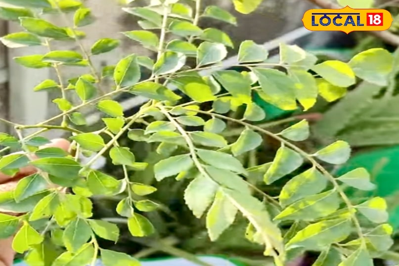 करी पत्ते की पत्तियों को चमकदार और हरा बनाए रखने के लिए एप्सम सॉल्ट का इस्तेमाल भी किया जा सकता है. इसके लिए एक चम्मच एप्सम सॉल्ट को एक लीटर पानी में मिलाकर पौधे में डालें. इससे पौधे को मैग्नीशियम मिलता है, जो पत्तियों को गहरा हरा और मजबूत बनाता है. यह उपाय महीने में एक बार करना काफी होता है. करी पत्ते की पत्तियों को चमकदार और हरा बनाए रखने के लिए एप्सम सॉल्ट का इस्तेमाल भी किया जा सकता है. इसके लिए एक चम्मच एप्सम सॉल्ट को एक लीटर पानी में मिलाकर पौधे में डालें. इससे पौधे को मैग्नीशियम मिलता है, जो पत्तियों को गहरा हरा और मजबूत बनाता है. यह उपाय महीने में एक बार करना काफी होता है.