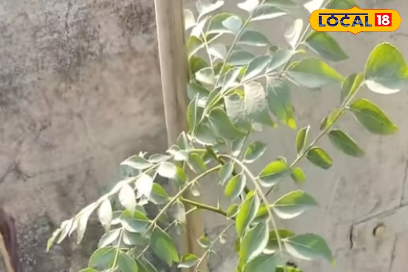 करी पत्ते के पौधे को समय-समय पर पोषण देना भी जरूरी है. हर 15 से 20 दिन में इसमें खट्टी छाछ, दही का पानी या गोबर की खाद का घोल डालना फायदेमंद होता है. यह पौधे को प्राकृतिक पोषण देता है और नई पत्तियों की ग्रोथ को बढ़ावा देता है. प्राकृतिक खाद के इस्तेमाल से पौधा स्वस्थ और मजबूत बना रहता है. करी पत्ते के पौधे को समय-समय पर पोषण देना भी जरूरी है. हर 15 से 20 दिन में इसमें खट्टी छाछ, दही का पानी या गोबर की खाद का घोल डालना फायदेमंद होता है. यह पौधे को प्राकृतिक पोषण देता है और नई पत्तियों की ग्रोथ को बढ़ावा देता है. प्राकृतिक खाद के इस्तेमाल से पौधा स्वस्थ और मजबूत बना रहता है.