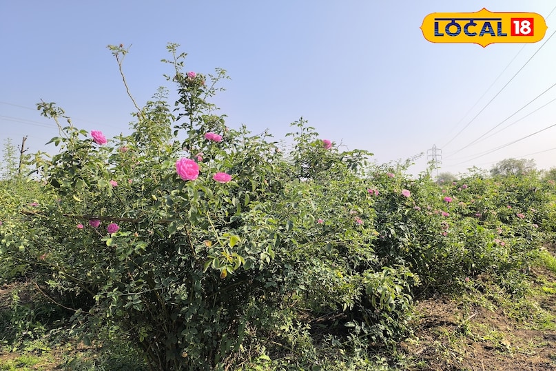 Success Story Khargone, Ankit parihar success story, Rose Farming Business khargone, Gulkand Business Idea, PMFME Scheme, local18, khargone letest news, Madhya Pradesh hindi news 