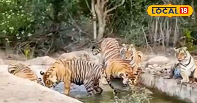 सरिस्का टाइगर साइटिंग लेटेस्ट न्यूज़