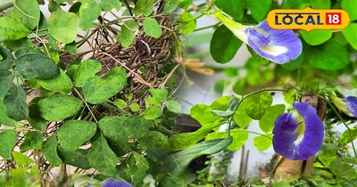 प्लान्ट