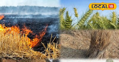 गेंहू की कटाई