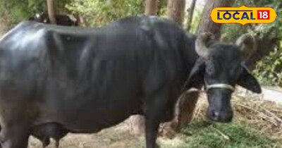 सूरती भैंस 