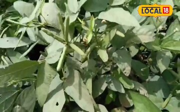 Cultivate black gram in March, harvesting in 70 days gives you a chance to yield