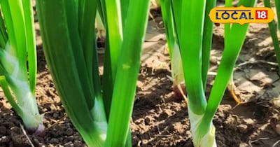 प्याज की फसल में पैरों से दबाने का देसी जुगाड़, इससे बढ़ सकता है कंद का आकार