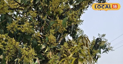 आम के पेड़ से निकलते नये पत्ते 