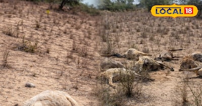 पाली में 13 भेड़ों की मौत