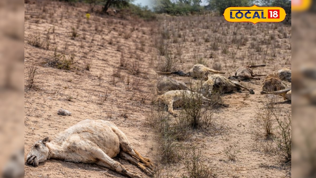 अरंडी बनी काल! 13 भेड़ों की तड़पकर मौत से दहला मारवाड़, वो 'रिसीन' जहर जिसने मचाई तबाही