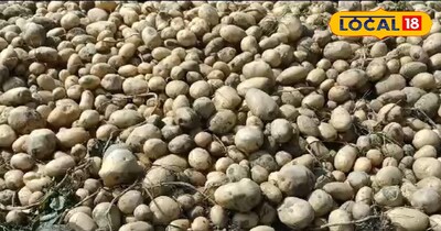 कम लागत में ज्यादा मुनाफा दे सकती है आलू की खेती