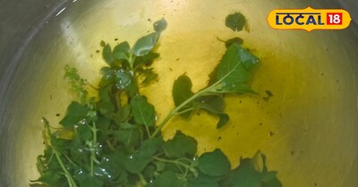 तुलसी का पौधा, पानी 