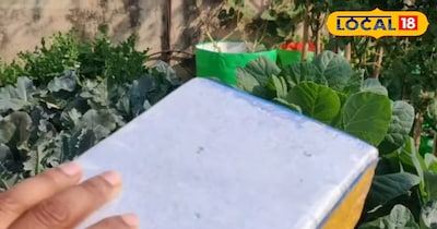 स्टिकी ट्रैप 